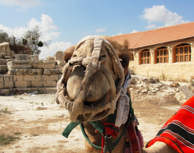 Camelus dromedarius - Camel Head - Dromedary - Arabian Camel - Samaria - Camels in Israel and Palestine