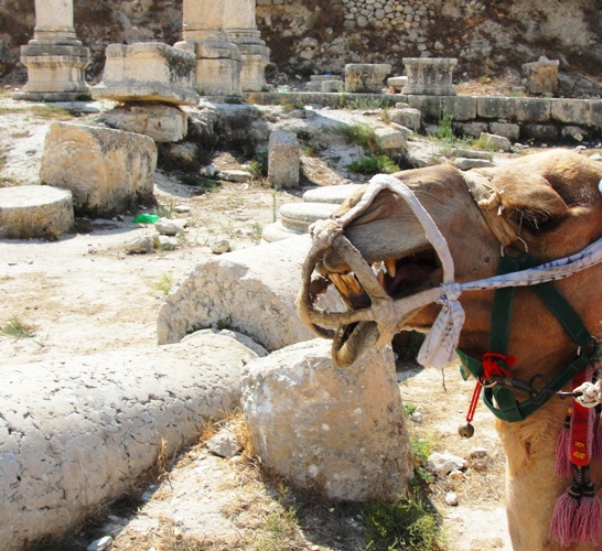 Camelus dromedarius - Camel Head - Dromedary - Arabian Camel - Samaria - Camels in Israel and Palestine - Camel Teeth