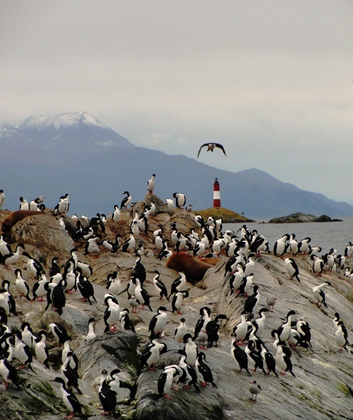 Sea Lions Island - Isla de los lobos - Sea Lions - Beagle Channel - Cormorant - Island