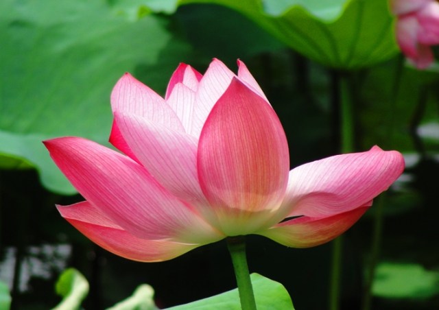 Lotus Blossom - West Lake - Hangzhou - China - Pink Lotus Blossom