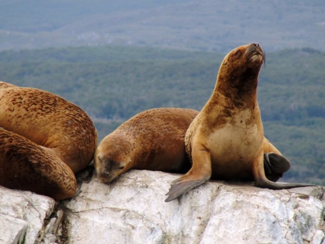 Sea Lions Island - Isla de los lobos - Sea Lions - Beagle Channel - Cormorant - Island