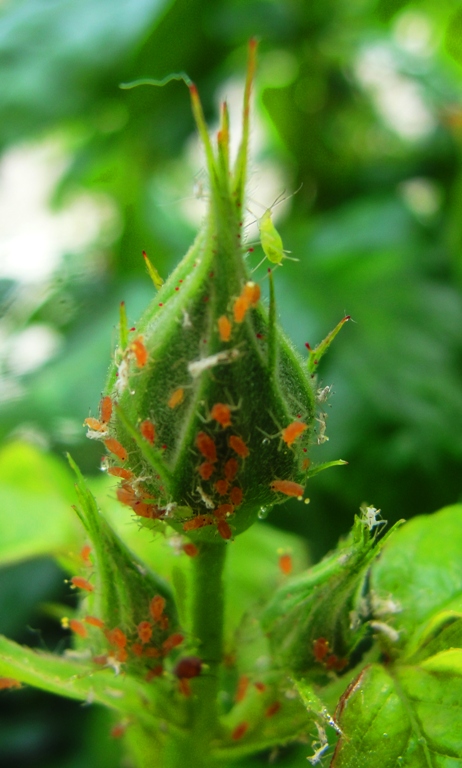 Aphids - Rose Bud - Roses - Floribunda - Yellow Roses - Insects - Flora and Fauna