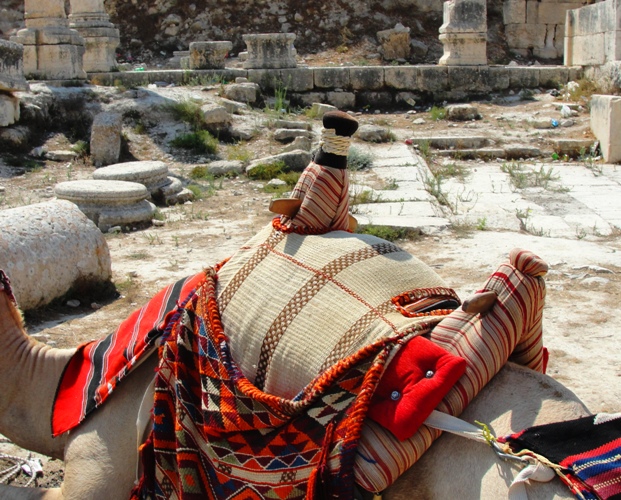 Camelus dromedarius - Camel Hump - Dromedary - Arabian Camel - Samaria - Camels in Israel and Palestine - archaeological site