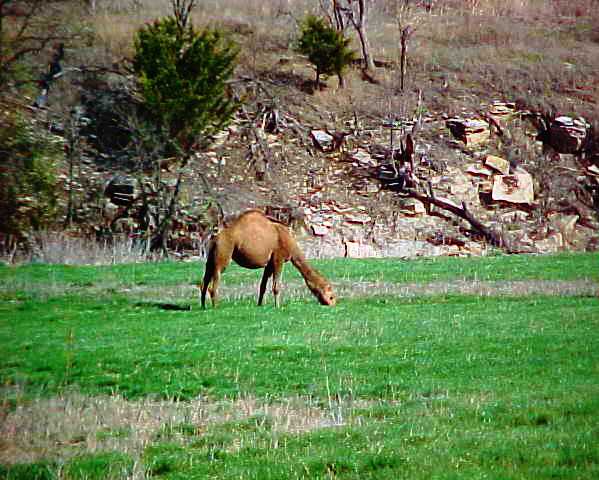 Camelus dromedarius - Dromedary - Arabian Camel - Camel in Kansas