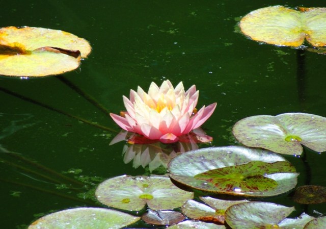 Lily Pads - Lily - Pink Lily - Koi Pond with lily pads - Nymphaeaceae