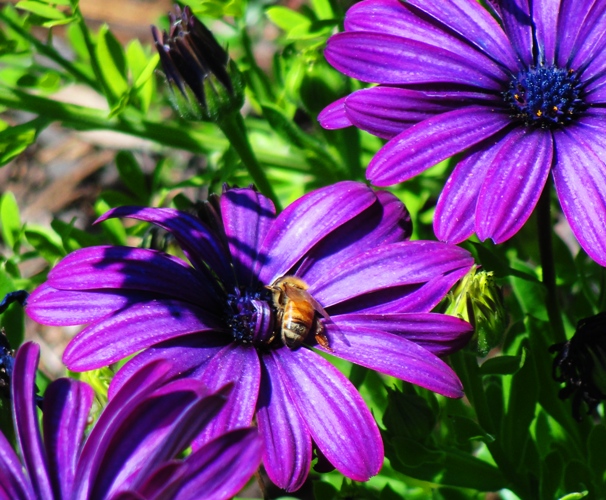 Purple Daisies - Bee in flower center - Pollination - Honey Bee 