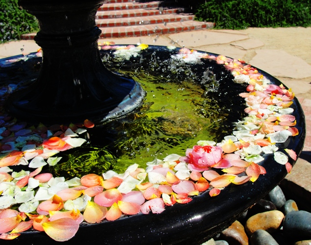 Rose Petals in Fountain - Rose Petals in Water - Fountain at Peacock Farms - Arroyo Grande - Wedding Venue
