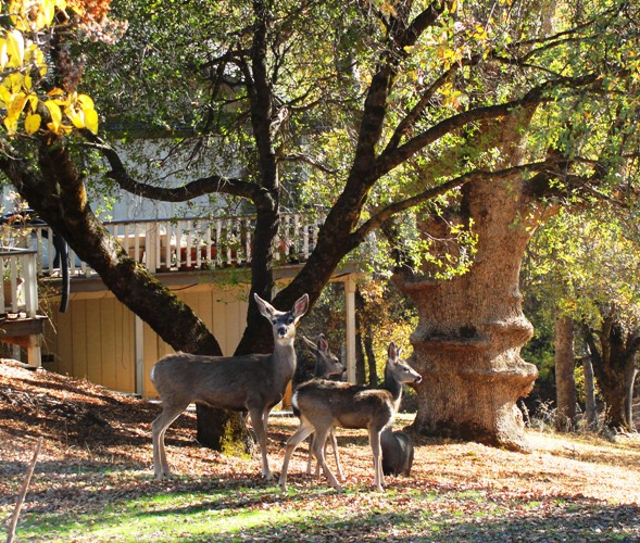 Pine Mountain Lake - Rim Fire - Forest Fire - Deer - Wildlife - Evacuation