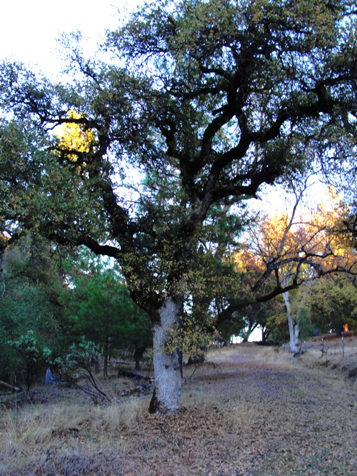 Pine Mountain Lake - Rim Fire - Forest Fire - Old Trees - Mountain Road
