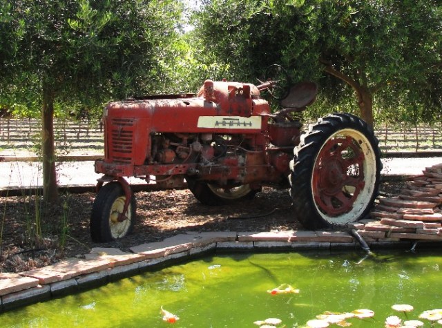 Old Tractor - Red Tractor - Farm Tractor - Gold Fish Pond - Peacock Farms - Koi Pond - Wedding