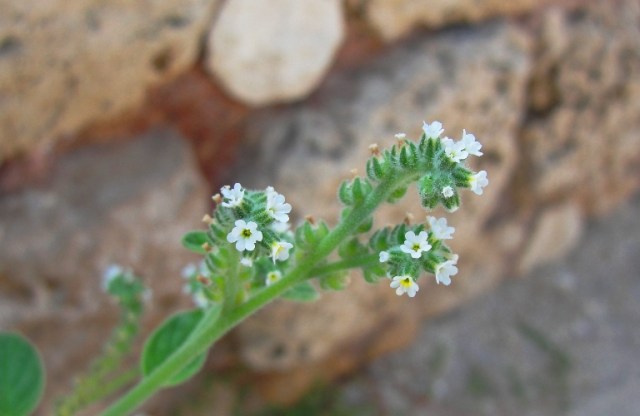 Little white flowers - Archaeology park - Foilage - Little details