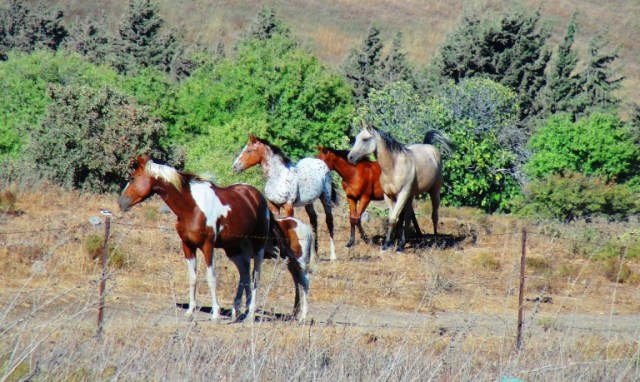 Golan Heights - Syrian Border - Horses - Border Conflict - Druze