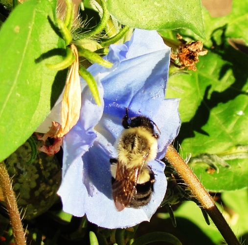 Bumblebee - Morning Glory Vine - Morning Glory Blossom - Bombus -  Convolvulaceae