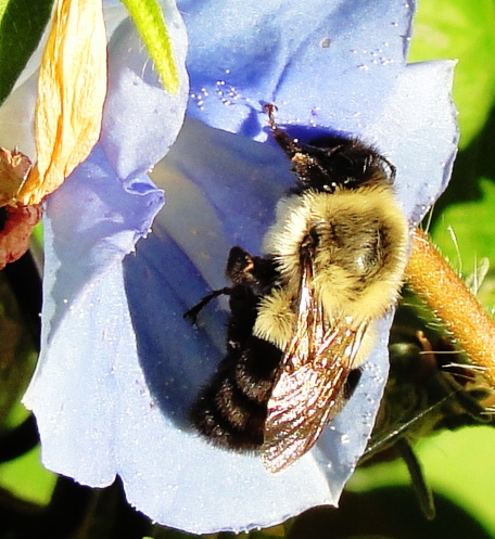 Bumblebee - Morning Glory Vine - Morning Glory Blossom - Bombus -  Convolvulaceae
