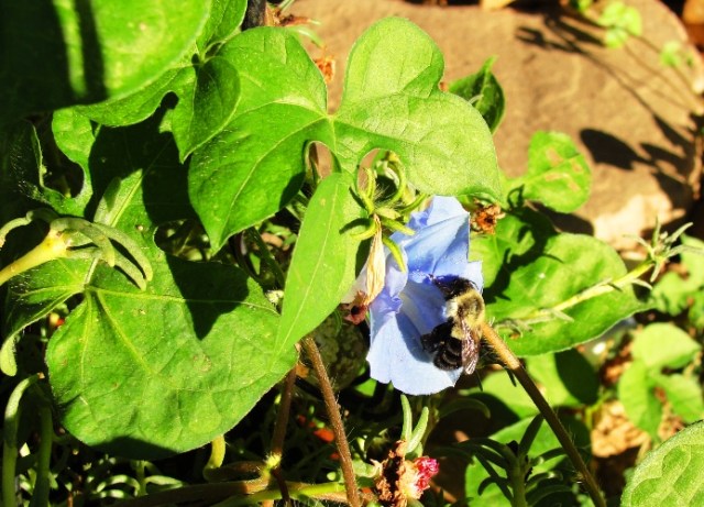 Bumblebee - Morning Glory Vine - Morning Glory Blossom - Bombus -  Convolvulaceae