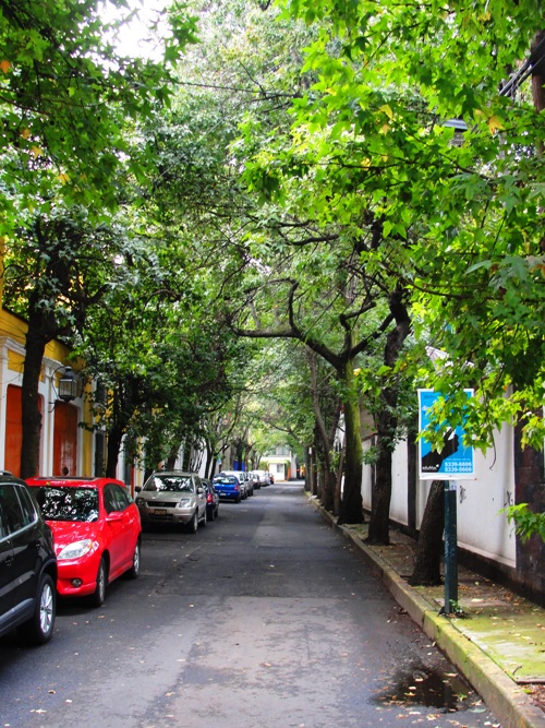 Coyoacan Street - Coyoacan - Mexico City - Santa Catarina - Tree LIned Streets
