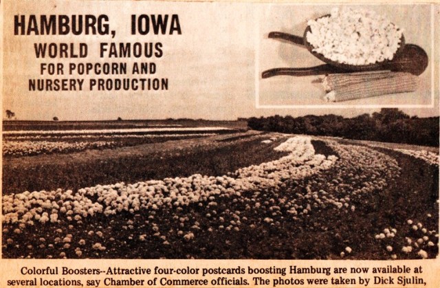 Hamburg, Iowa Post Card - World Famous for Popcorn and Nursery Production - Popcorn Day - Interstate Nurseries