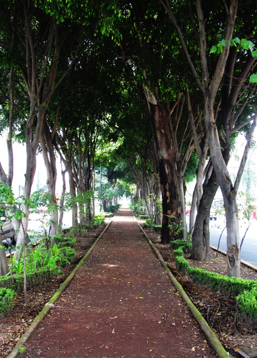 Tree shaded median - Major Street Median - Shady walkway - Median Strip - Coyoacan, Mexico