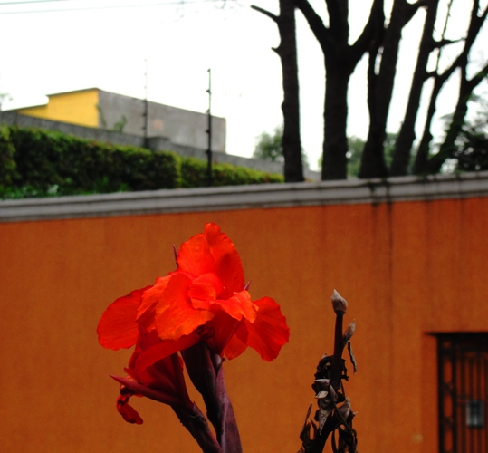 Red Lilly - colorful coyoacan - Streets of Coyoacan - Coyoacan, Mexico 