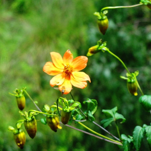 Yellow Flower - Seed Pods - Little Bee - Cuicuilco - Nature - Flora and Fauna