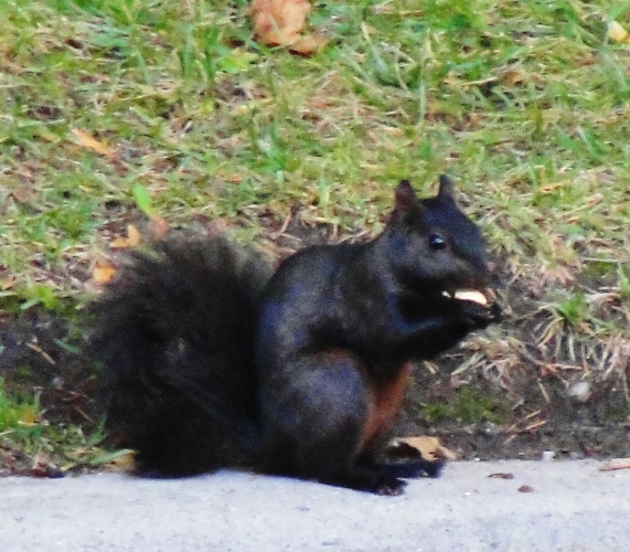 Black Squirrel - Eastern Gray Squirrel - melanistic squirrel - Sciurus carolinensis - Toronto