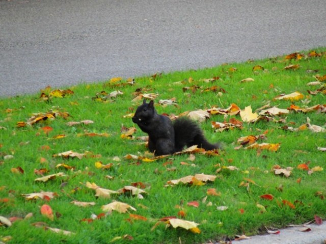 Black Squirrel - Eastern Gray Squirrel - melanistic squirrel - Sciurus carolinensis - Toronto