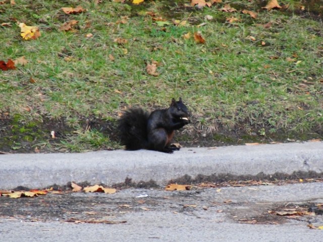 Black Squirrel - Eastern Gray Squirrel - melanistic squirrel - Sciurus carolinensis - Toronto
