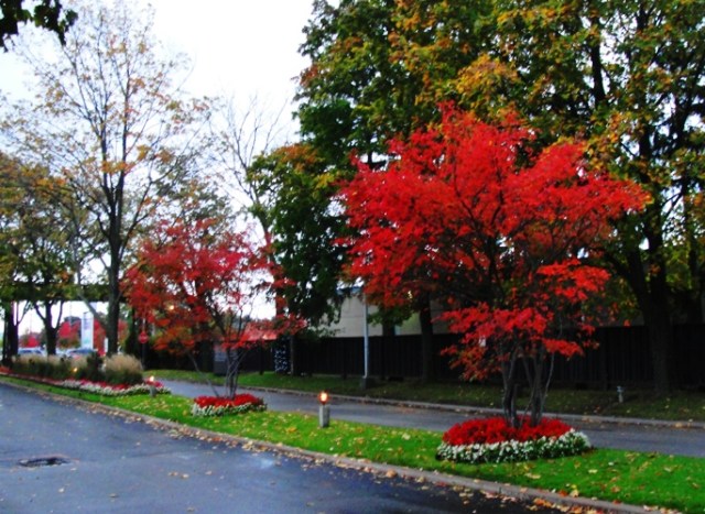Driveway of Westin Prince Toronto - Red Trees - Fall Color - Toronto Color
