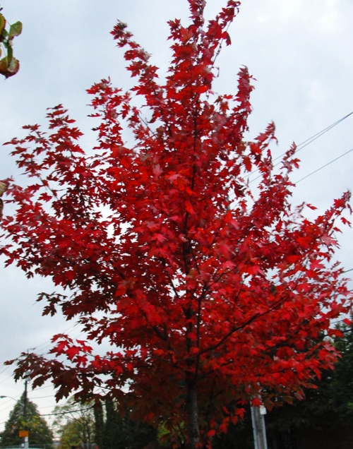 Fall Color - Tree with Red Leaves in Toronto - Fall Walk - Red Leaves
