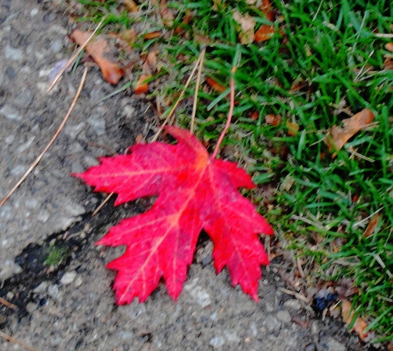 Fall Color - Toronto - Red Leaf - Toronto Red Leaf