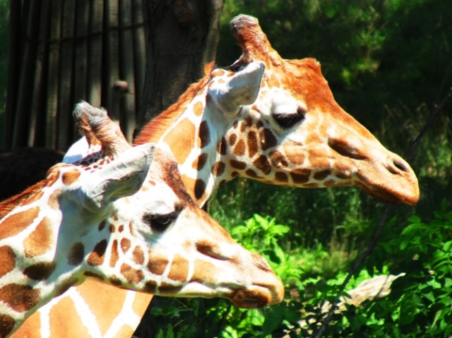 Giraffes - Giraffa camelopardalis - Henry Doorly Zoo - Omaha Zoo - Nations Best Zoo - Giraffe Riddle