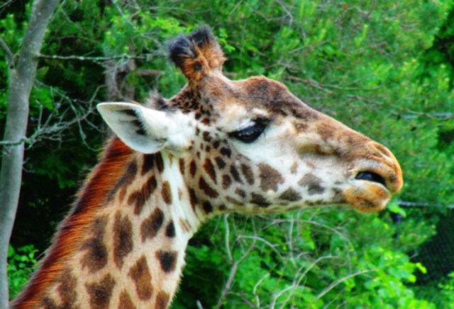 Giraffe at Toronto Zoo - Giraffa camelopardalis - Giraffe Riddle - Zoo - Animals
