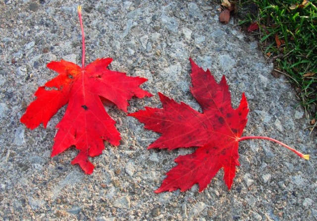 Fall Color - Red Leaves - Fall Foliage - World Series - Red Sox and Cardinals - Toronto