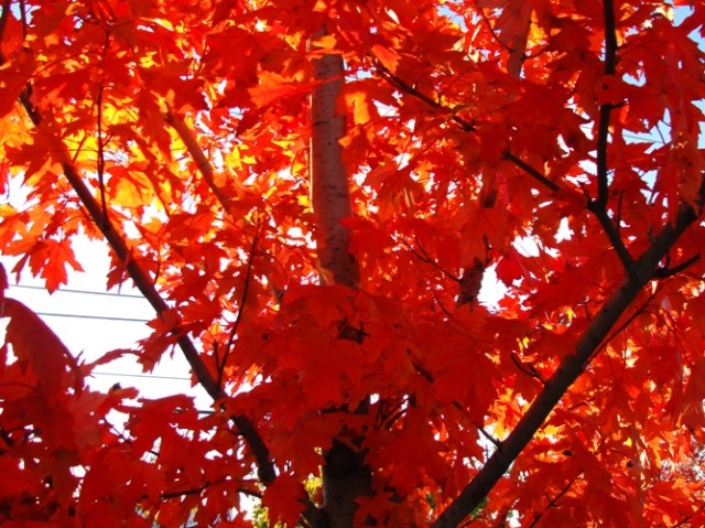 Red Leaves in Toronto - Fall Color - Autumn Foliage 