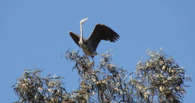 Great Blue Heron - Ardea herodias - Crane at wedding - Wild Bird