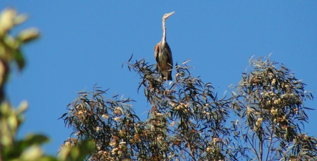 Great Blue Heron - Ardea herodias - Heron at Wedding - Heron in Tree - Coastal California
