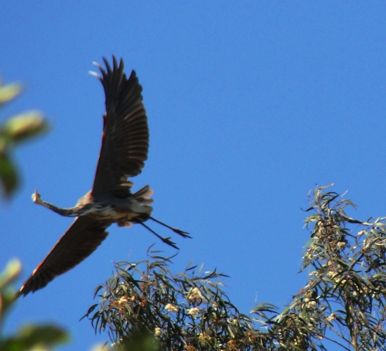 Great Blue Heron - Ardea herodias - Heron in Flight - California Coast 