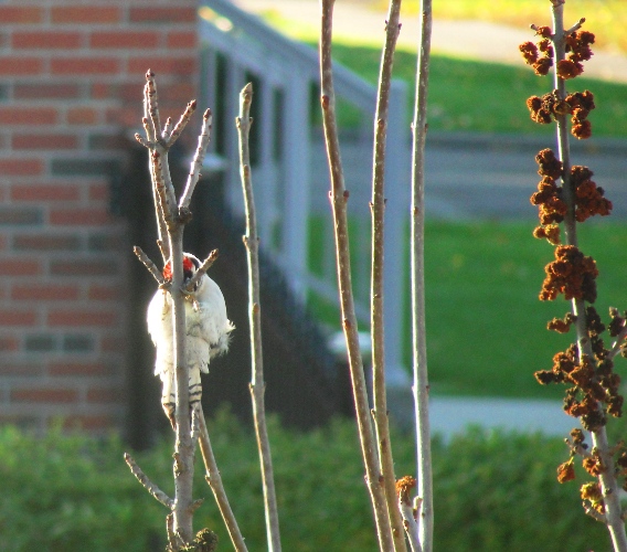 Red-bellied Woodpecker - Peekaboo Bird - Canada - Toronto - Melanerpes carolinus