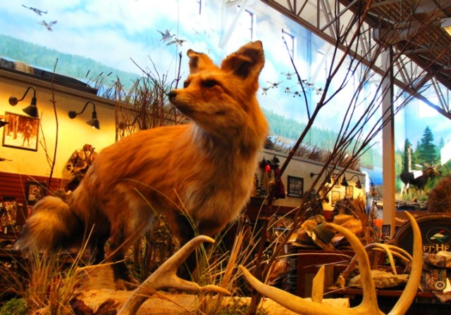 Bass Pro Shops - Outdoor World - Toronto, Canada - Taxidermy - Fox 