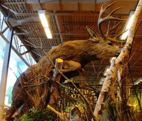Bass Pro Shops - Outdoore World - Toronto, Canada - Taxidermy - Deer - Display at Bass Pro Shops