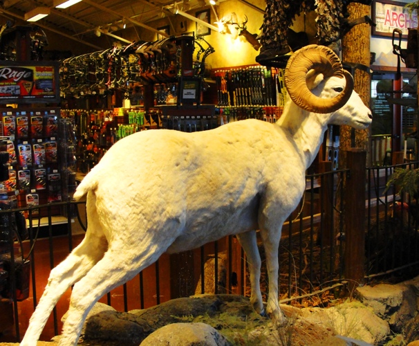 Big Horn Sheep - Sierra Nevada - California - Bass Pro Shops - Taxidermy