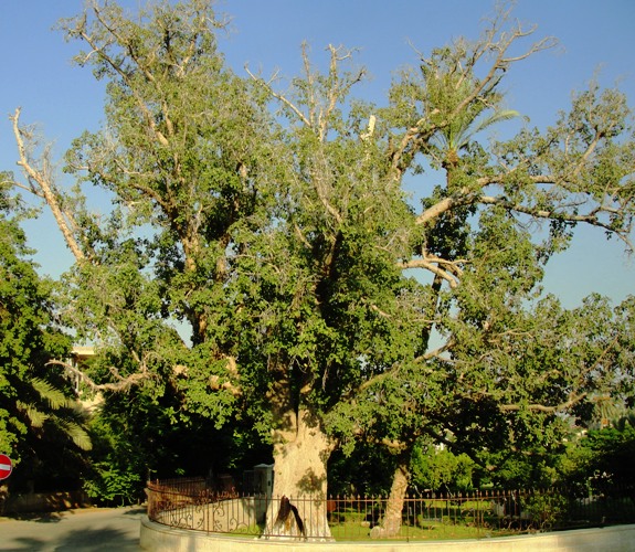 Zaccheus - Sycamore Tree - Jericho - Sycamore Fig - Ficus sycomorus