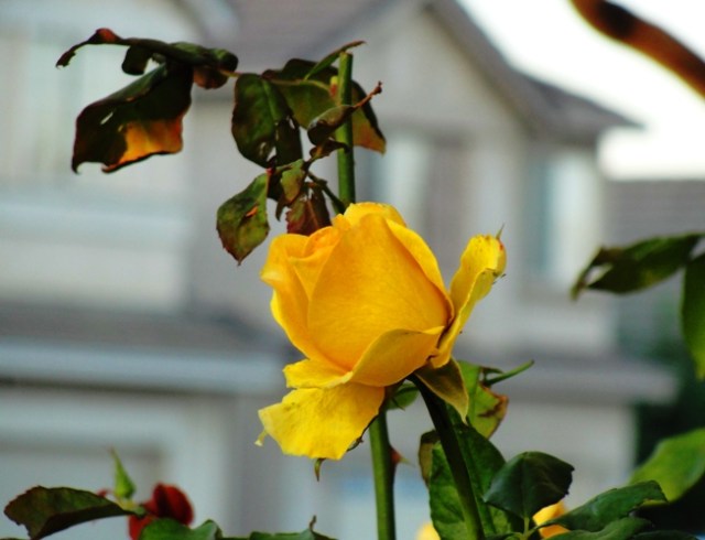 Yellow Rose Bloom - St. Patrick Rose - November Roses - Rose Bushes