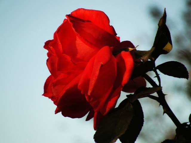 Tropicana Rose - November Roses - Tall Roses - Roses in morning sun