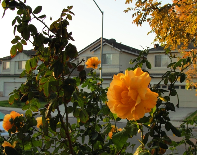 Yellow Floribunda Rose - November Roses - Fall Roses - Yellow Roses