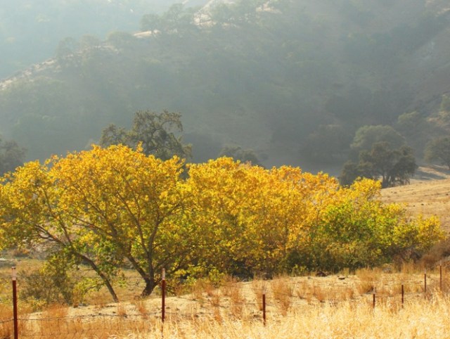 Patterson, California - Golden Hills - Diablo Grande - Fall Color