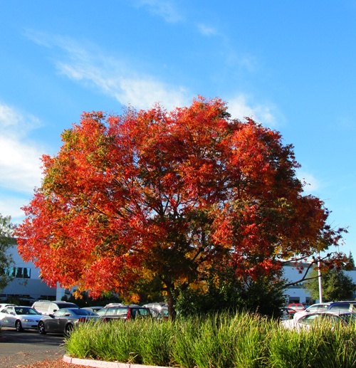 Red Tree - Fall Color - Fall Foliage - California Color - Red Tree