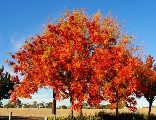 Colorful Tree - Fall Color - Dublin, California - November Fall Foliage - Red Leaves