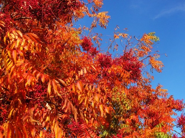 Colorful Tree - Fall Color - Dublin, California - November Fall Foliage - Red Leaves