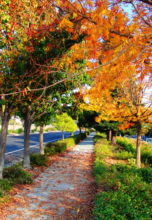 Leaves on Sidewalk - Colorful Tree - Fall Color - Dublin, California - November Fall Foliage - Red Leaves